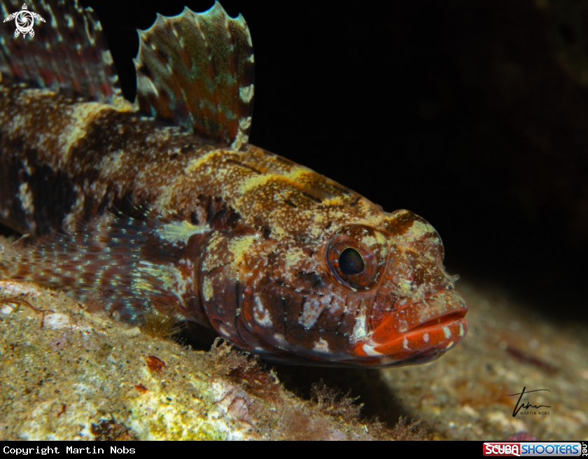 A Red-mouthed Goby