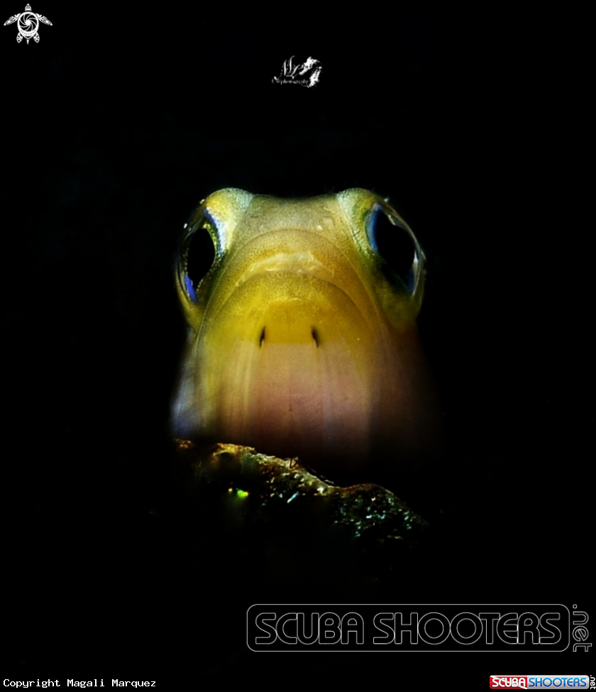 Portrait Jawfish with Retra snoot 