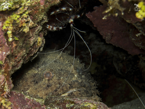 A Sanopus barbatus and Stenopus hispidus | Bearded Toadfish and Banded Coral Shrimp