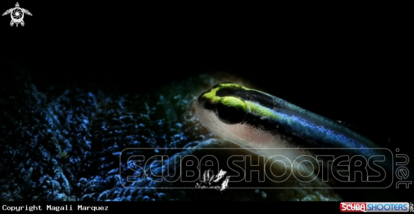 Neon Goby with Retra snoot 