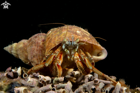 A Pagurus bernhardus | Hermt crab