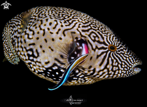 A Labroides dimidiatus cleaning Arothon mappa | Puffer Fish