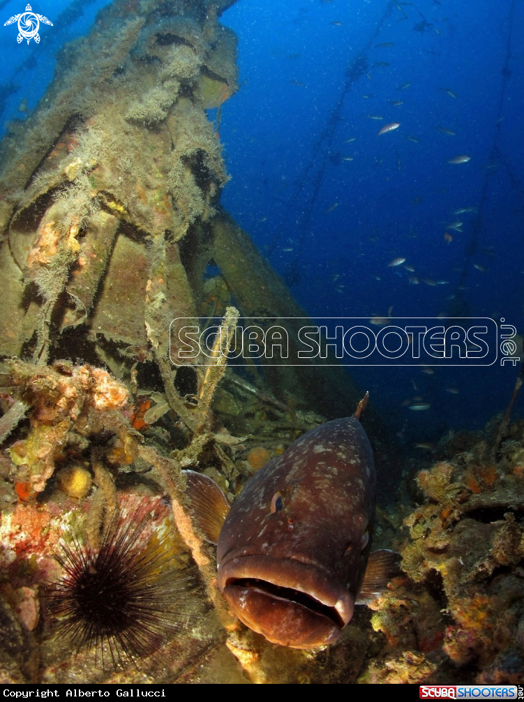 Grouper on the wreck