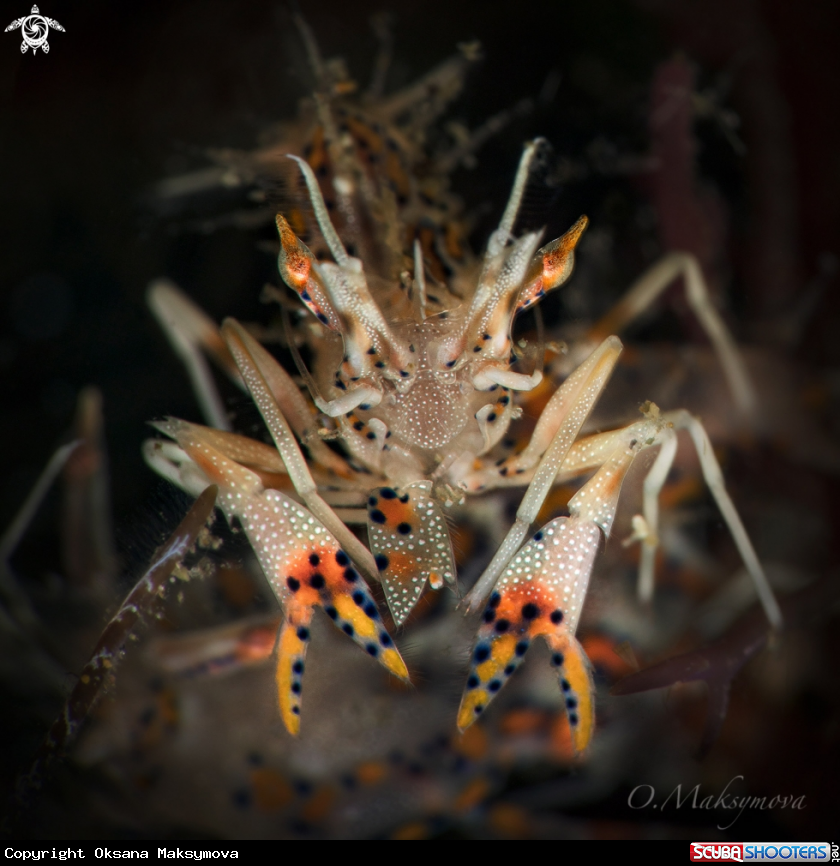 Spiny tiger shrimp (Phyllognathia ceratophthalma
