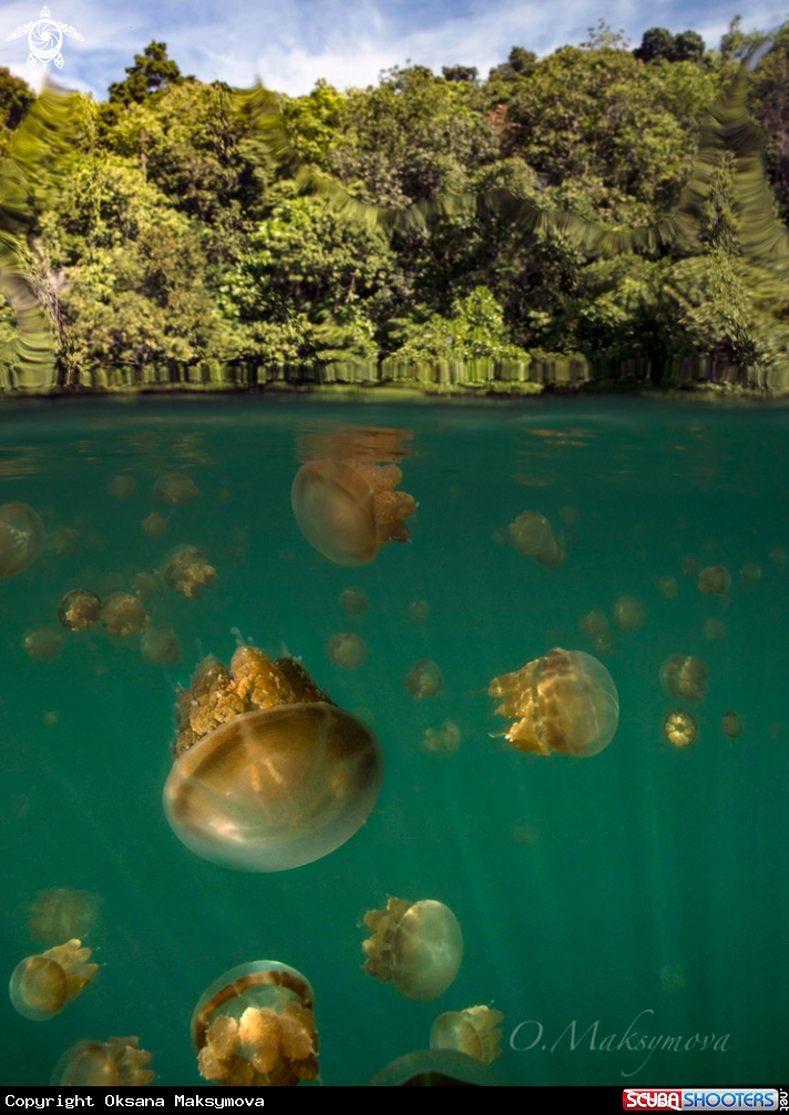 A Jellyfish lake 