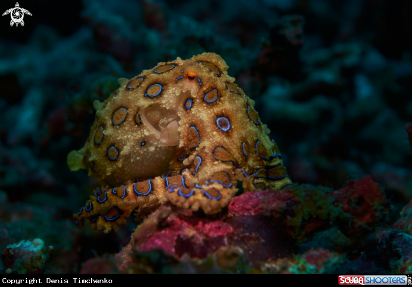 Greater blue-ringed octopusÂ 