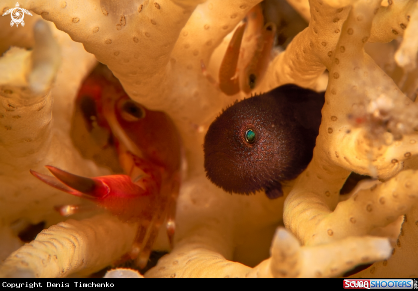 Dark coral goby