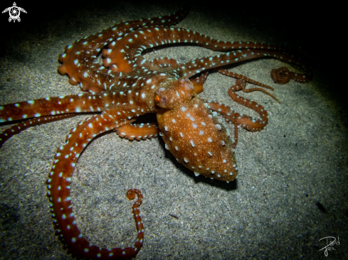 A Octopus macropus | white-spotted octopus