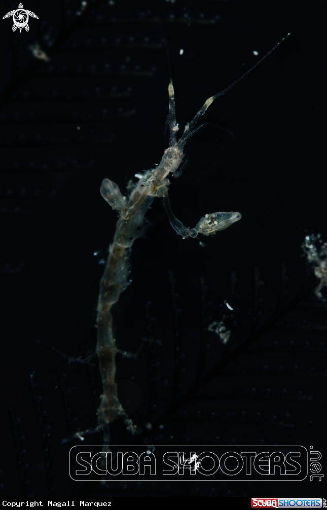 Skeleton Shrimp 