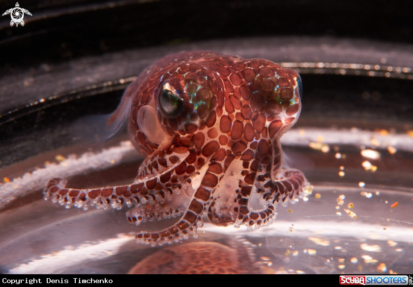 Berry's bobtail squid.