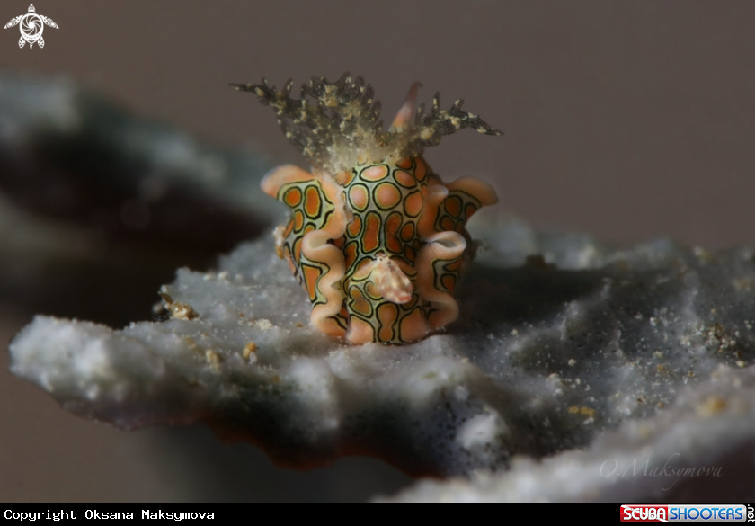 Psychedelic batwing slug (Sagaminopteron psychedelicum) 