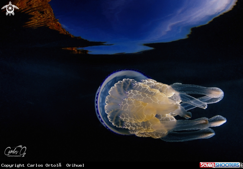 A Barrel jellyfish