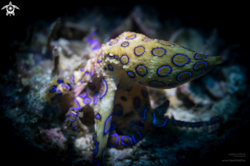 A Blue-ringed octopus  | Blue-ringed octopus 