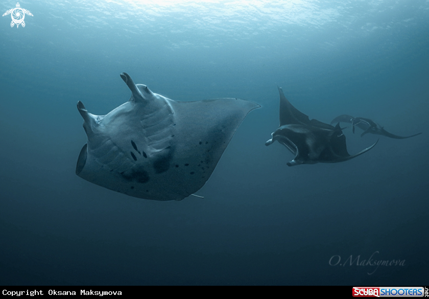 Manta Rays in the blue of Indian Ocean