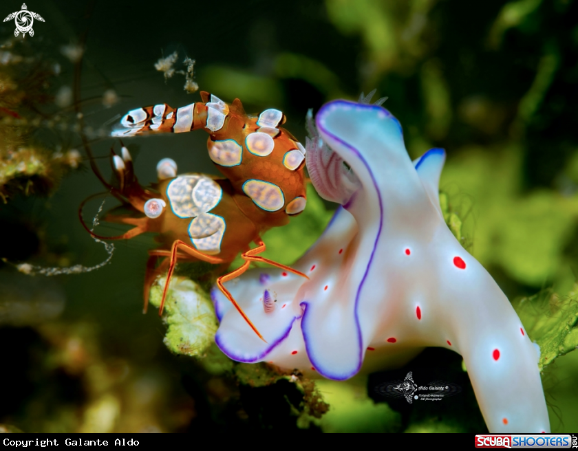 A Sexi Shrimp - Nudibranch
