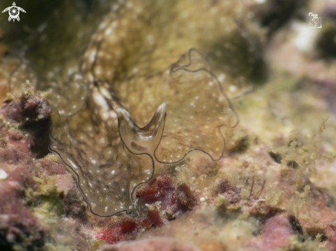 A Reticulated Flatworm