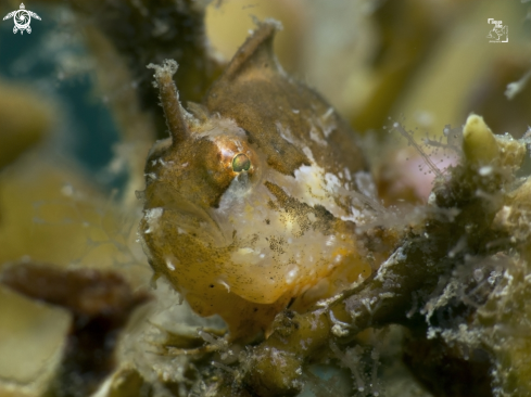 A Histrio histrio | Sargassumfish