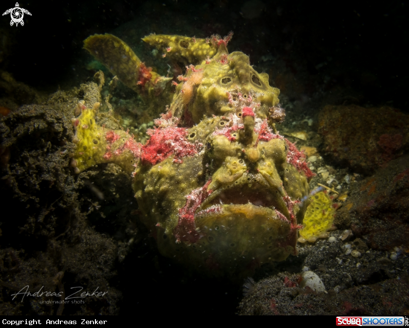 A Common frogfish
