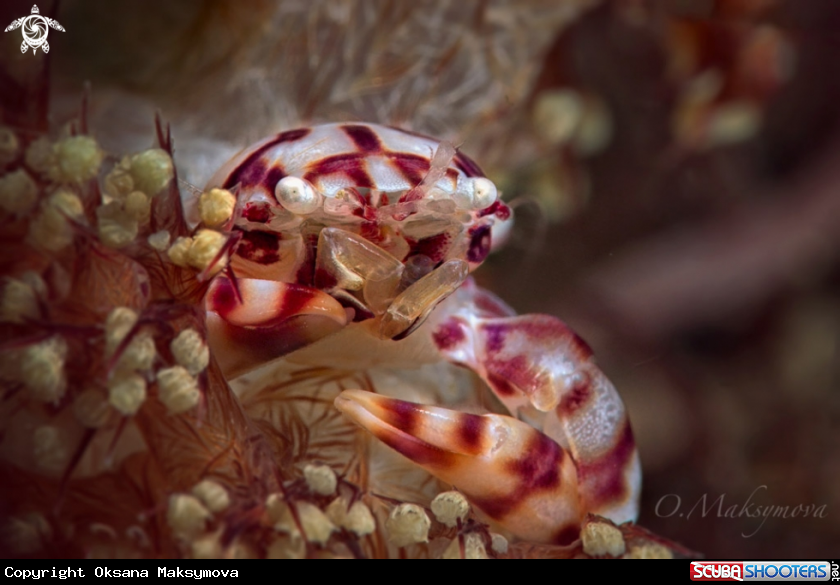 A Soft Coral Porcelain Crab (Lissoporcellana nakasonei)