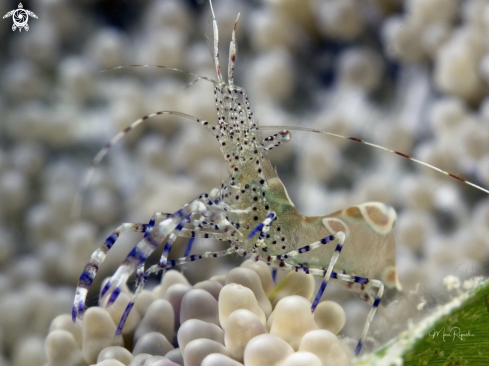 A Periclimenes yucatanicus | Spotted Cleaner Shrimp