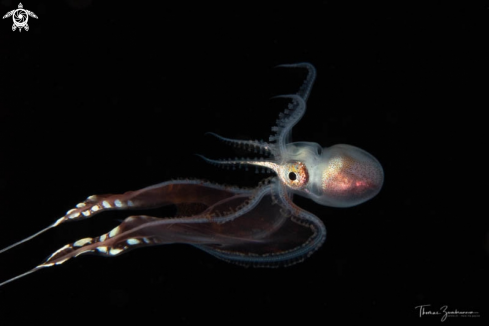 A Blanket Octopus 