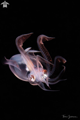 A Diamond squid 