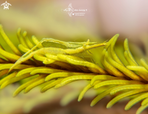 A Laomenes sp. | Yellow Crinoid Shrimp