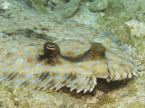 A Bothus lunatus | Peacock Flounder
