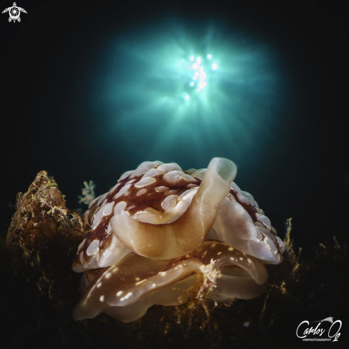 A Berthella Ocellata | Nudibranch