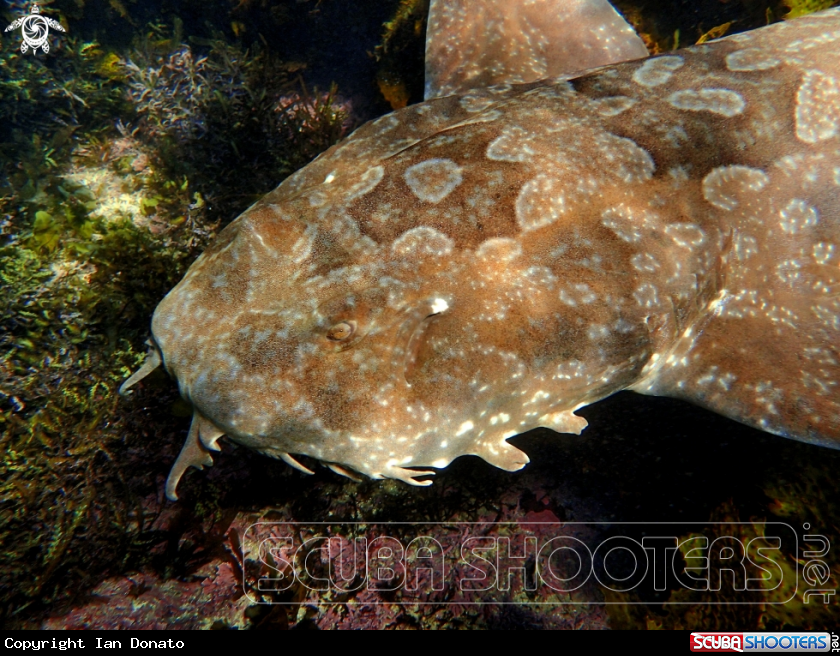 A Spotted wobbegong