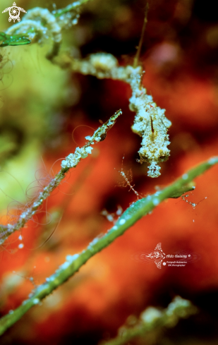 A Kyonemichthys rumengani (Gomon, 2007) - Caprella sp. | Lembeh Seadragon - Skeleton Shrimp