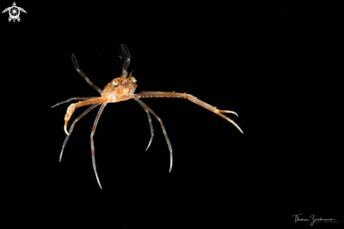 A Swimming crab