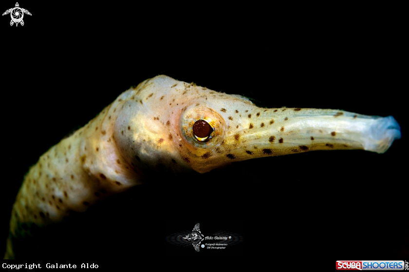 A Pipe fish