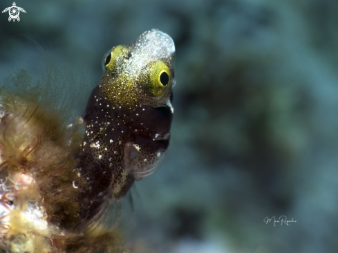A Acanthemblemaria spinosa |  Spinyhead Blenny