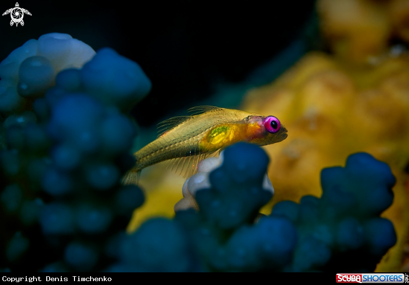 Pink-eyed goby
