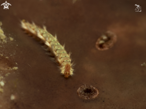 A Hermodice carunculata | Juvenile Bearded Fireworm