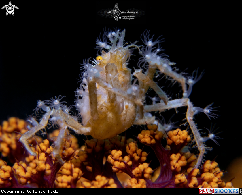 A Spiny Spider Crab