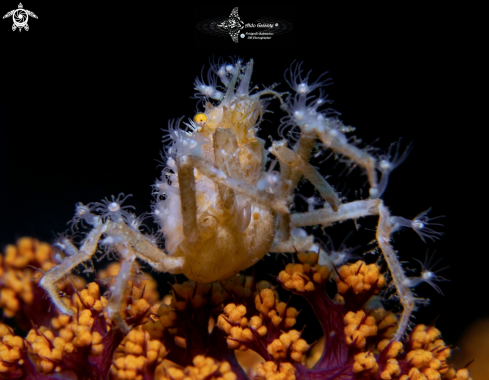 A Spiny Spider Crab