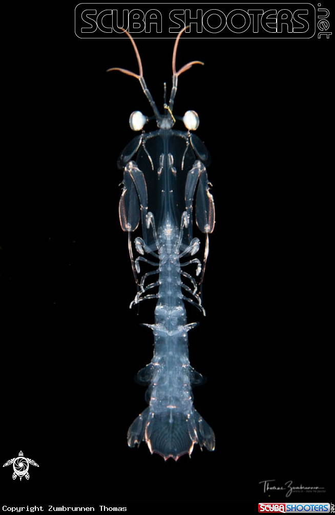 A Mantis shrimp larva 