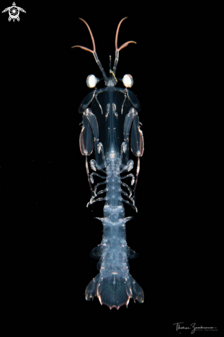 Mantis shrimp larva 