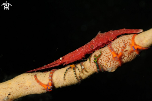 A Tozeuma lanceolatum | Ocellated Tozeuma Shrimp