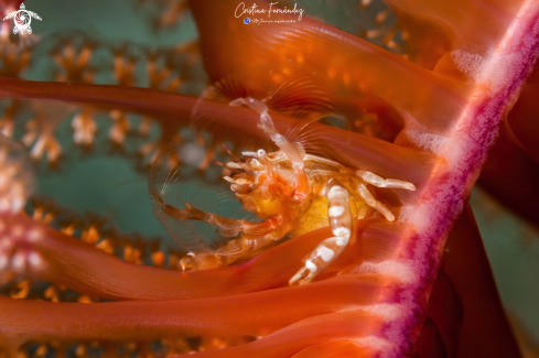 A Porcellanella triloba  | Crab