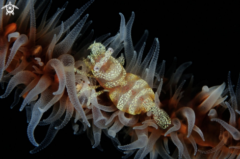 A Pontonides ankeri | Anker's Wire Coral Shrimp