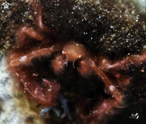 A Achaeus japonicus | Orangutan crab 