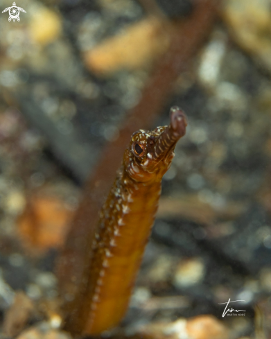 A Greater Pipefish