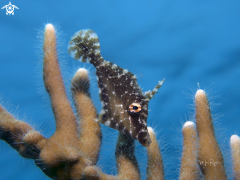 A Monacanthus tuckeri | Slender Filefish