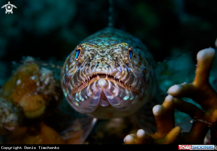 Sand lizardfish