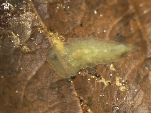 A Paraplanocera sp. | Flatworm