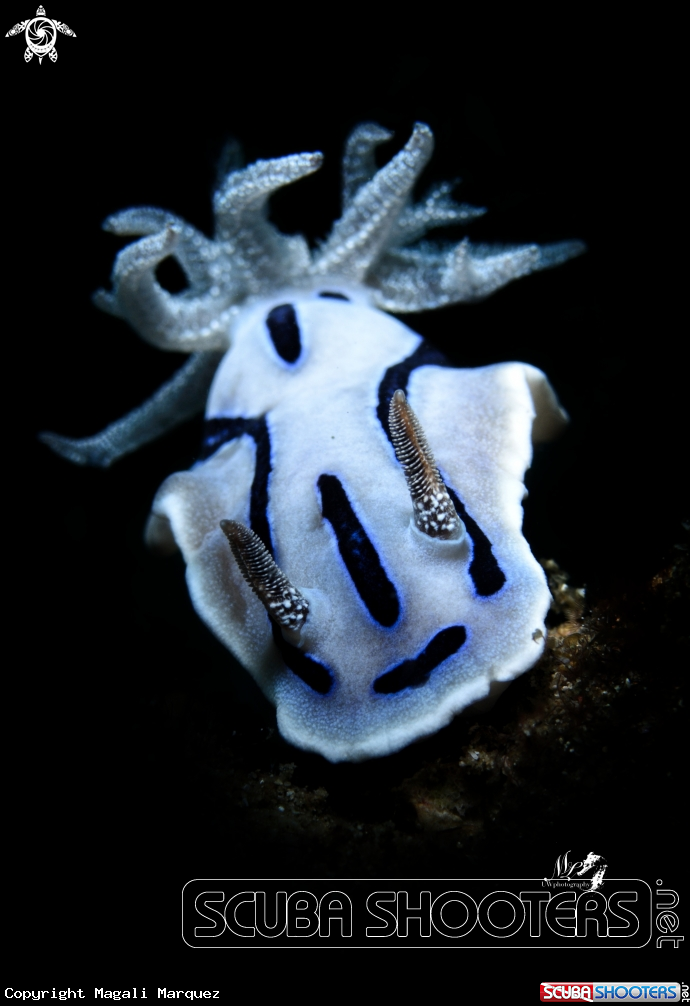 Nudibranch with Retra snoot 