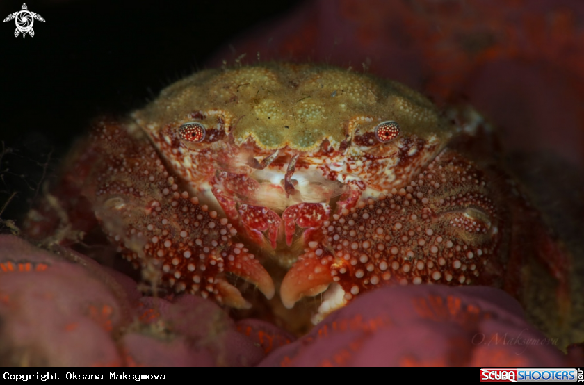 Crab Actumnus sp.Â 